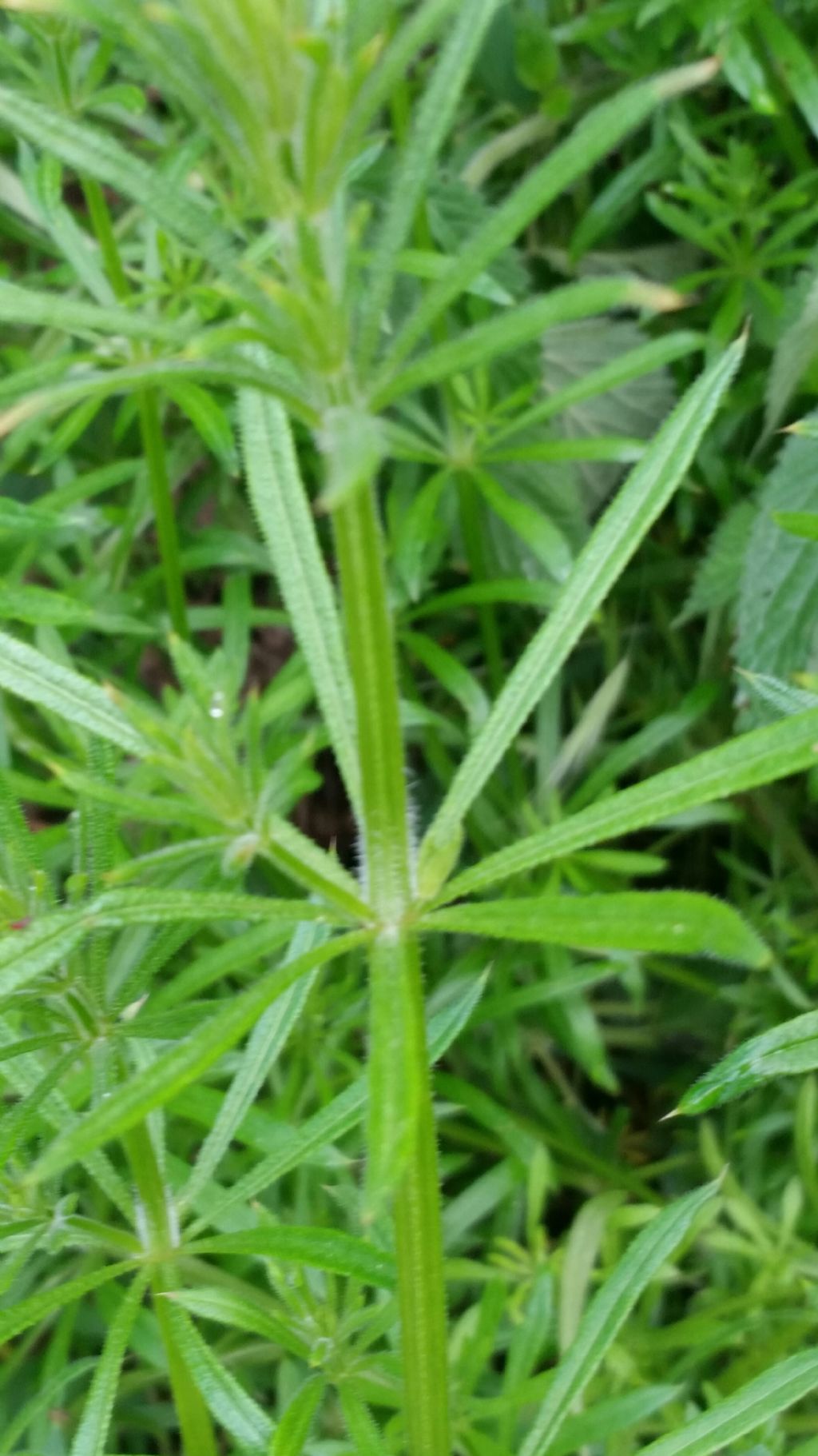 Galium cfr. aparine (Rubiaceae)